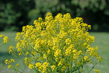 Blühendes Orientalisches Zackenschötchen, Bunias orientalis