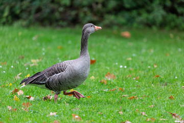 Naklejka na ściany i meble Egyptian goose walking on the grass in park