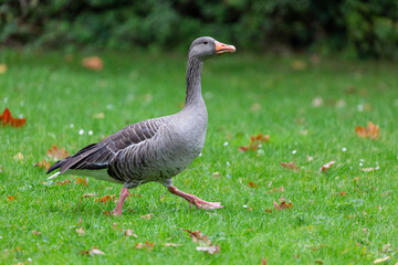 Naklejka na ściany i meble Egyptian goose walking on the grass in park