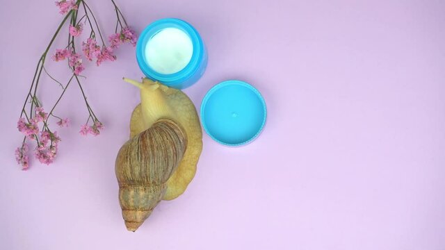 The Achatina snail crawls near blue cosmetic jar of cream and a flower
