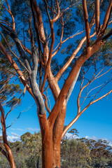 The Great Western Woodlands of Western Australia is the largest intact temperate forest in the world. Features the gimlet gum ('Eucalyptus salubris') and saltbush. Near Norseman.