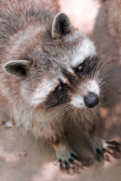 raccoon curiously looking. cute little animal