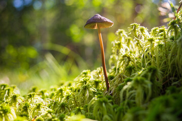 Close-up mushrooms grow with moss in the forest. Low point of view in nature landscape. Blurred nature background copy space. Park low focus depth. Ecology environment