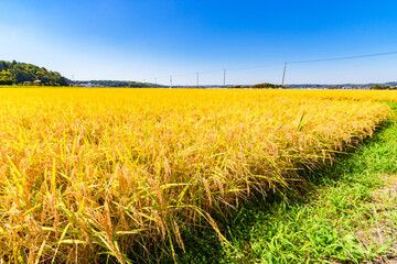 稲穂　米作　水田　黄金色【 実りの秋 の イメージ 】
