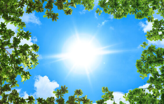 Green Trees And A Cloudy Blue Sky