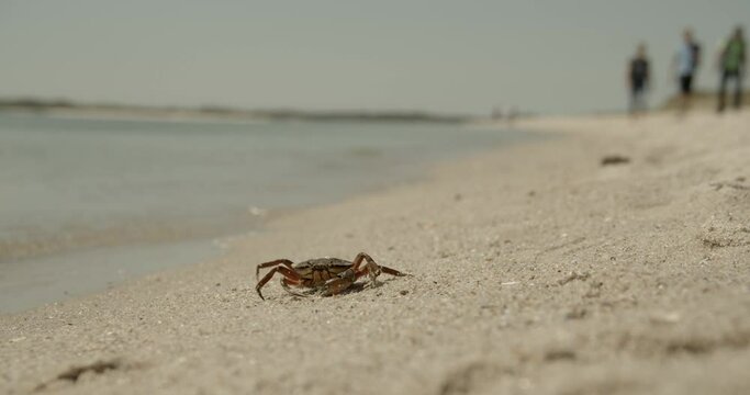 Crab on the beach of Sylt walks towards the North Sea