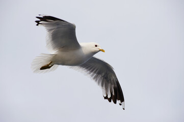 A seagull flies in the sky with clouds.