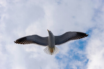 A seagull flies in the sky with clouds.