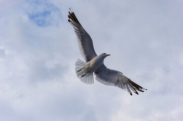 A seagull flies in the sky with clouds.