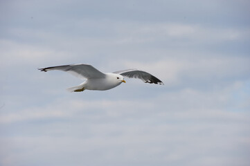 A seagull flies in the sky with clouds.