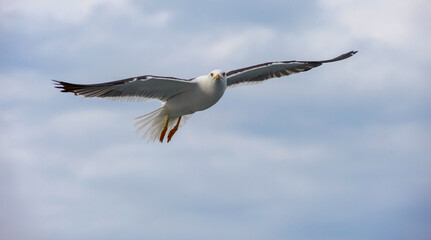 A seagull flies in the sky with clouds.