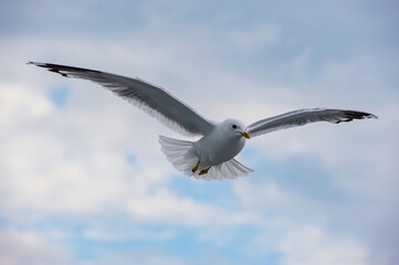 A seagull flies in the sky with clouds.