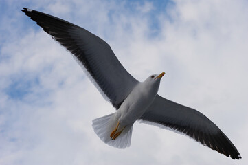 A seagull flies in the sky with clouds.