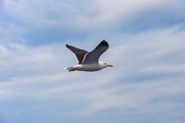 A seagull flies in the sky with clouds.