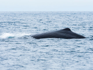 マッコウクジラの背びれ(Sperm whale)