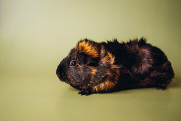 guinea pig on a green background