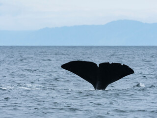 マッコウクジラの尾びれ(Sperm whale)