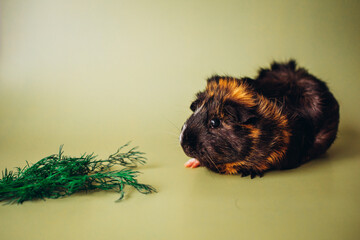 guinea pig with dill on a green background