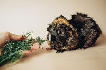 guinea pig with dill on beige
background
