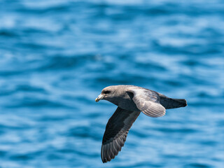 フルマカモメ飛翔(Northern Fulmar)