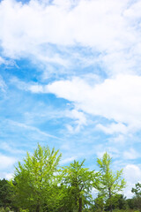 Fototapeta premium いちょうの葉と夏の青空 