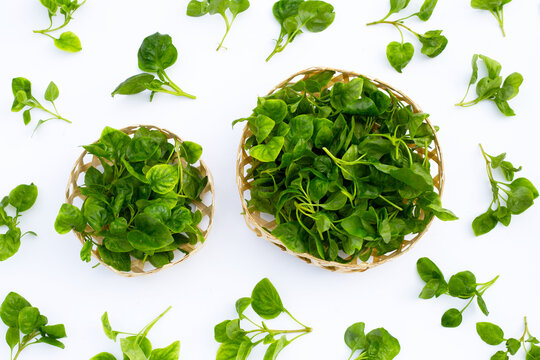 Watercress isolated on white background