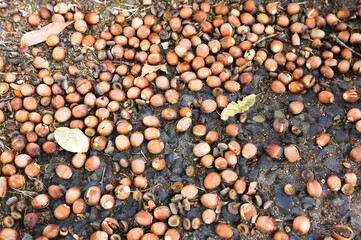 大量に落ちたドングリ
