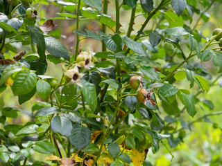 Rosehip the ancient fruit  