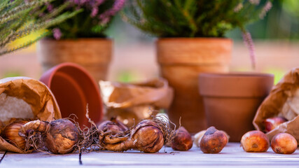 Flower bulbs and blooming heathers on the table in the garden.
