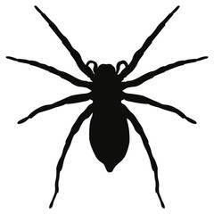 Black isolated spider. Vector halloween spider shadow.