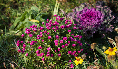 Pink chrysanthemums bloomed in the garden