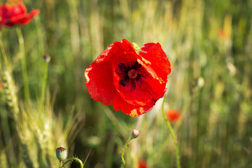 Red bright poppies bloom in a green field, on a sunny day