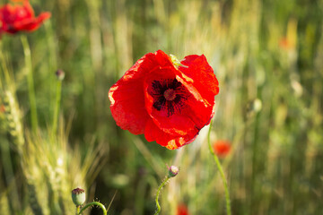 Fototapeta premium Red bright poppies bloom in a green field, on a sunny day