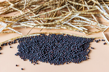 Ripe canola with pods in a pile on an orange background