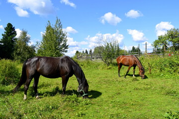 horses on the meadow