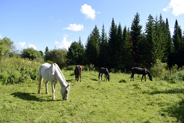 Fototapeta na wymiar horses in the pasture, horses in the fresh air
