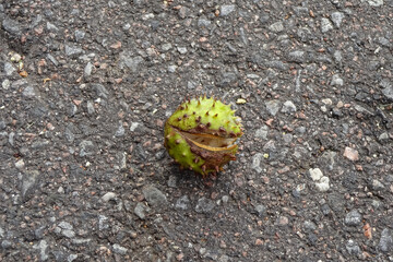 Close up of single one empty horse chestnut shell, peel on asphalt ground. Autumn or fall mood. September 2021