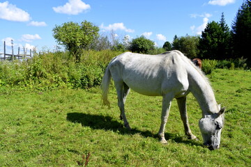 Naklejka na ściany i meble horses in the pasture, horses in the fresh air