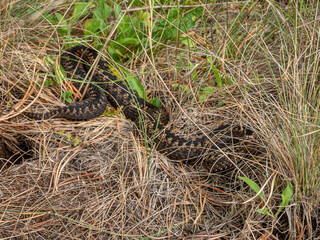 Southern Urals. Common European viper in the grass.