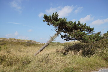 View over the Dutch dunes with a slanting pine in the Dutch dune nature reserve Zwanenwater. Late...