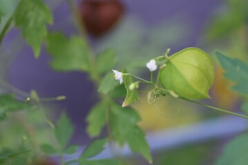 Balloon vine flowers, fruits and seeds. Sapindaceae vine plants. 