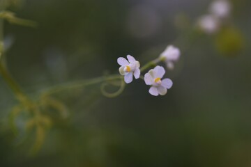 Fototapeta premium Balloon vine flowers, fruits and seeds. Sapindaceae vine plants. 