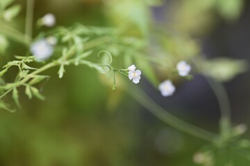 Balloon vine flowers, fruits and seeds. Sapindaceae vine plants. 