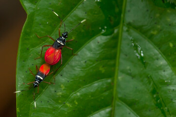 Story about Insects on Nature Life