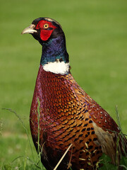 Portrait faisan dans un jardin