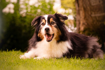 Australian Shepherd dog laying in the grass