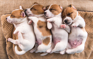 Cute Jack Russell terrier puppies sleep sweetly on a soft bed