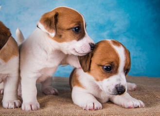 Two Jack Russell terrier puppies in front of blue background