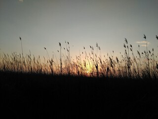 Sonnenuntergang im Feld