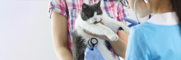 Veterinarian listens with stethoscope to cat in medical office